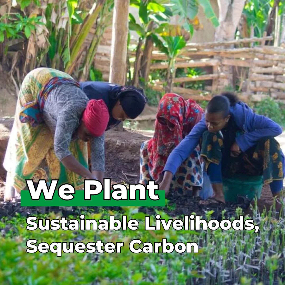 You Plant We Plant Tree Pouch, Grow a Tree and We'll Plant 100 More ForestNation
