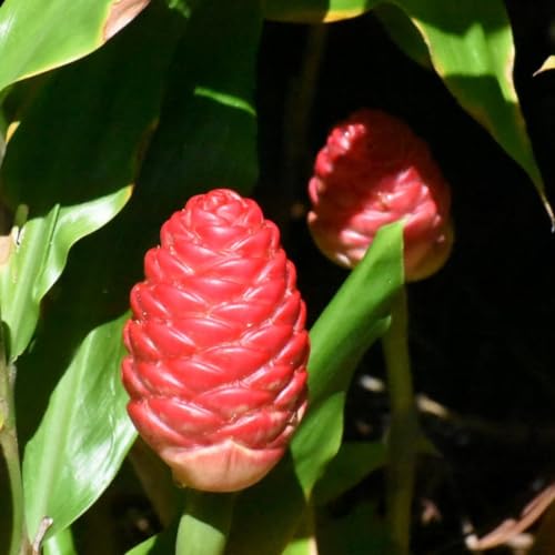 Hawaiian Awapuhi Shampoo Ginger Plant Rhizomes Starter Kit - 2 Rhizomes, Ideal for Cultivating Awapuhi Plant, Perfect Shampoo Ginger Rhizomes for Garden Enthusiasts and Beginners Quailz.com by Undique LLC