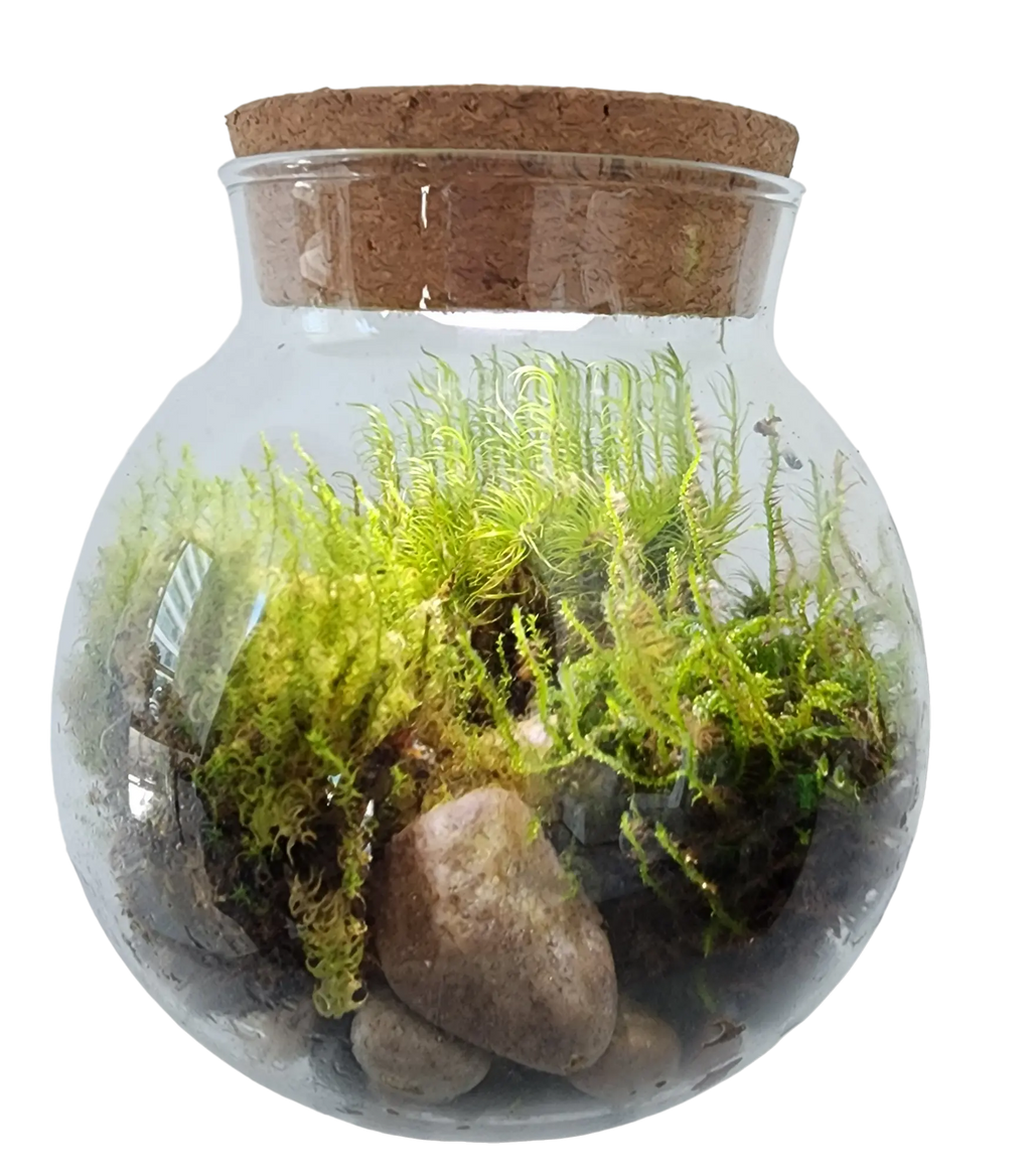 MossBowl- Grow Your Own Beautiful Moss Garden, Complete Kit Come with 3 Mosses! Unique Gardener