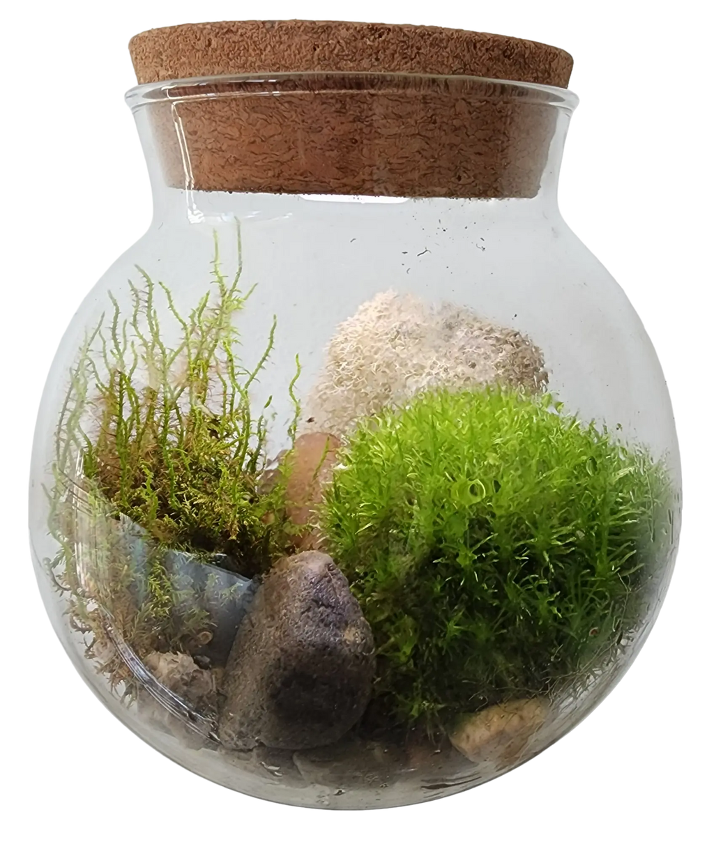 MossBowl- Grow Your Own Beautiful Moss Garden, Complete Kit Come with 3 Mosses! Unique Gardener