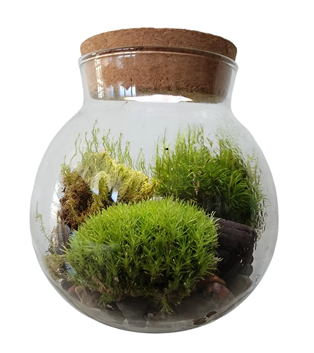 MossBowl- Grow Your Own Beautiful Moss Garden, Complete Kit Come with 3 Mosses! Unique Gardener