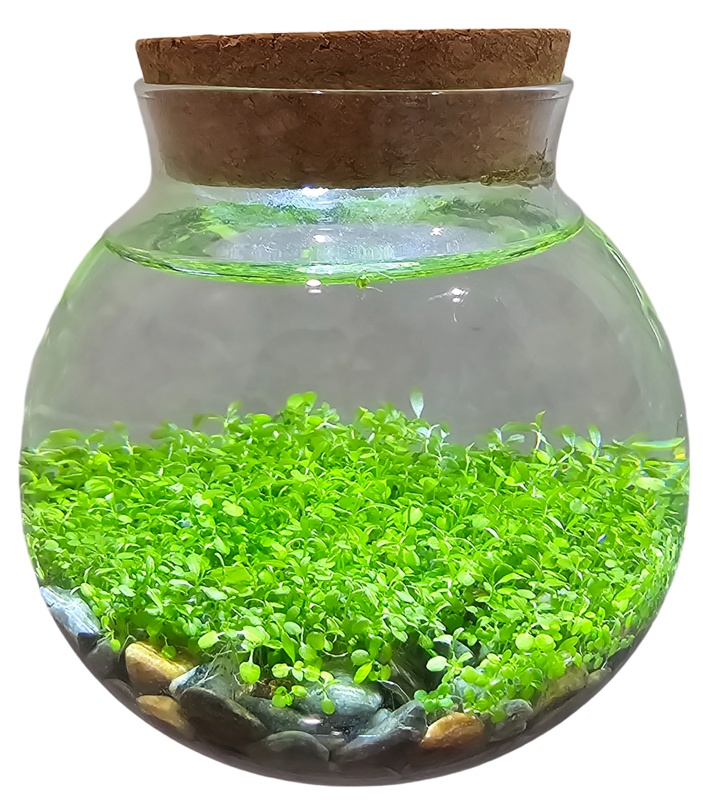 WaterPlants- Grow Lush Aquatic Plants from Seed! Thrives With Minimal Care Unique Gardener