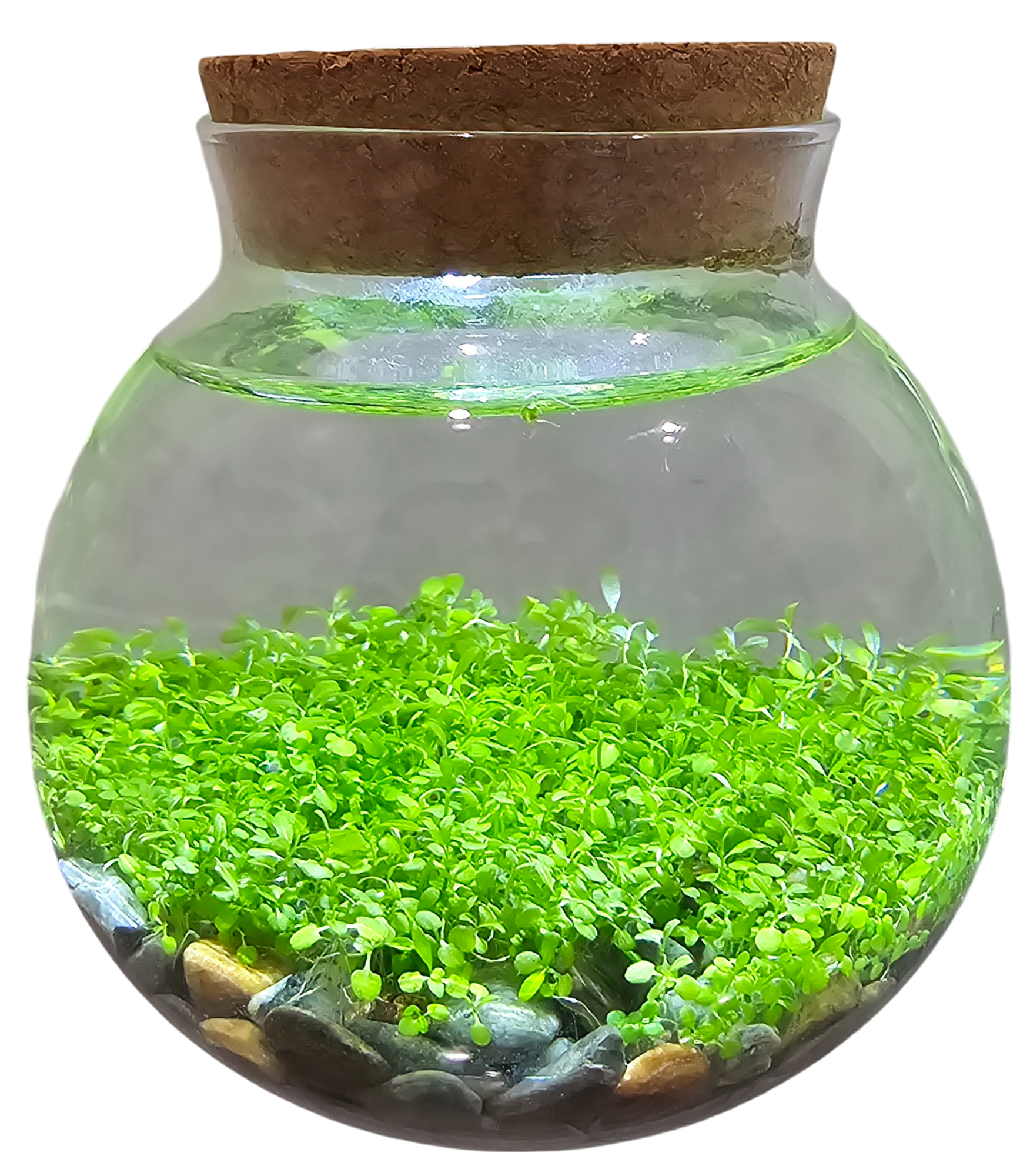 WaterPlants- Grow Lush Aquatic Plants from Seed! Thrives With Minimal Care Unique Gardener