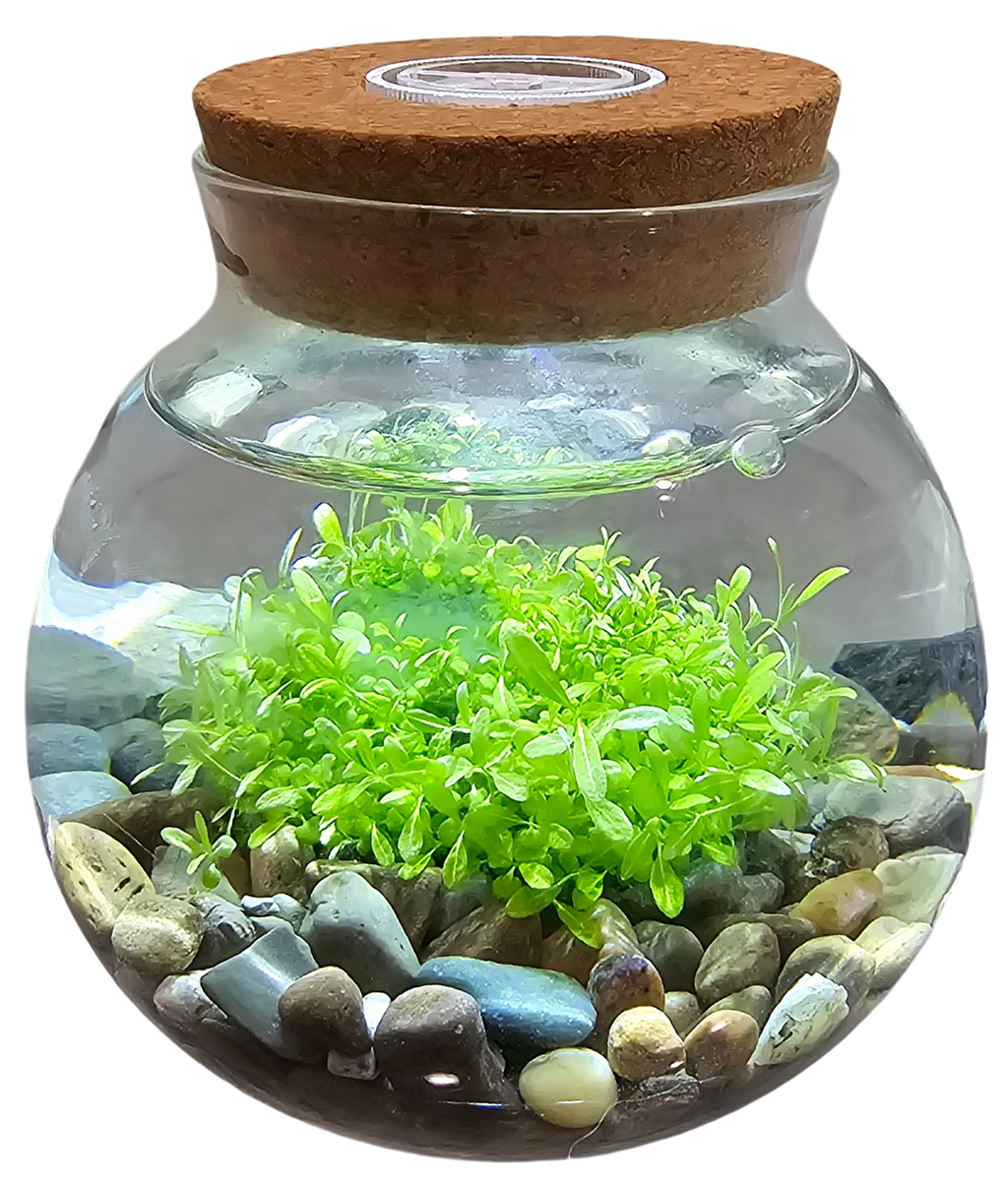 WaterPlants- Grow Lush Aquatic Plants from Seed! Thrives With Minimal Care Unique Gardener