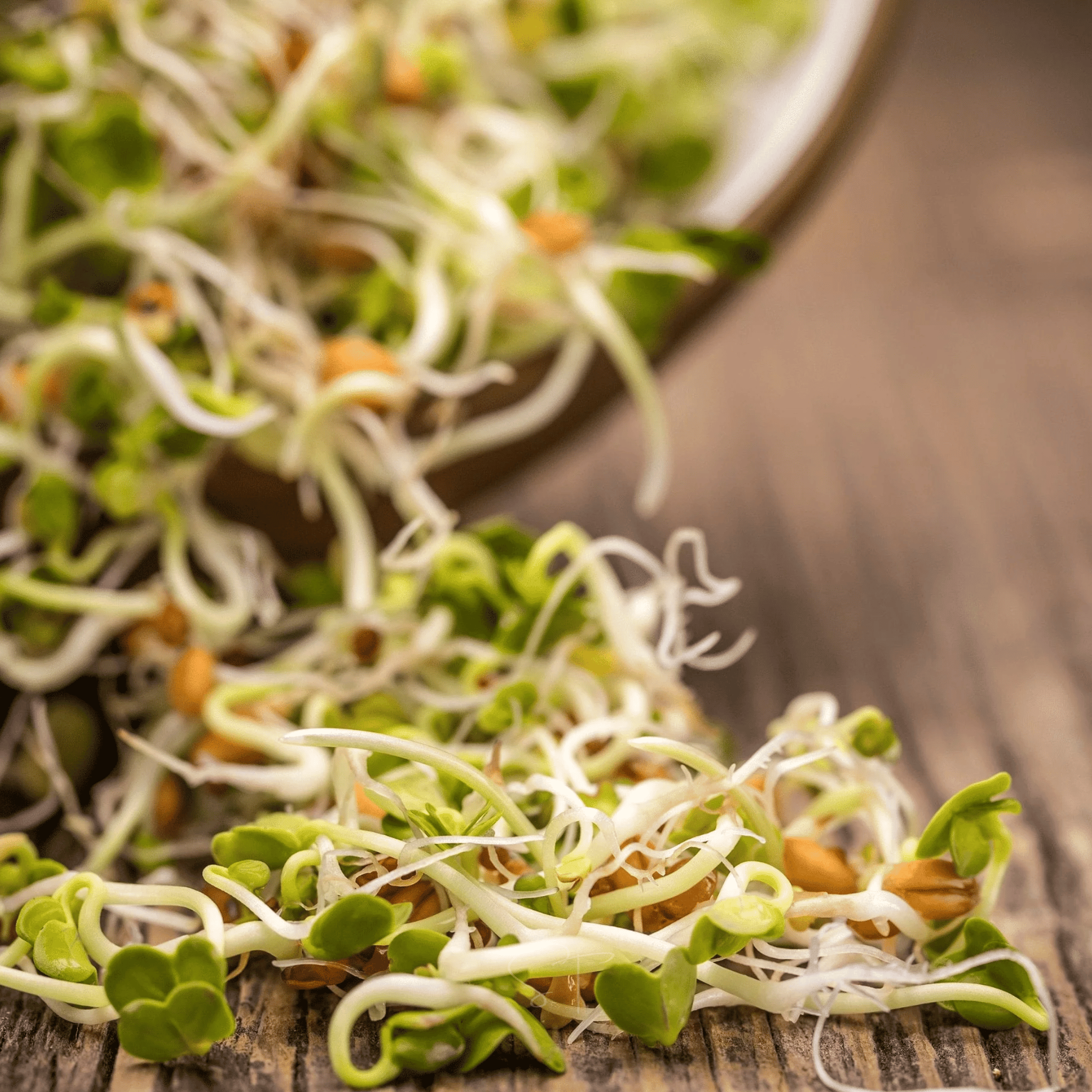 3 Part Sprout Mix – 1,000 Seeds Southern Seeds