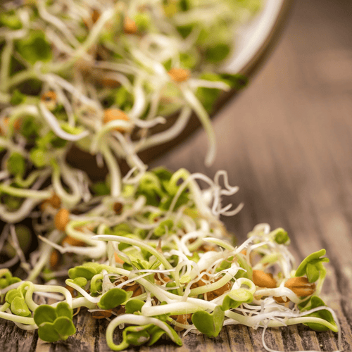 3 Part Sprout Mix – 1,000 Seeds Southern Seeds