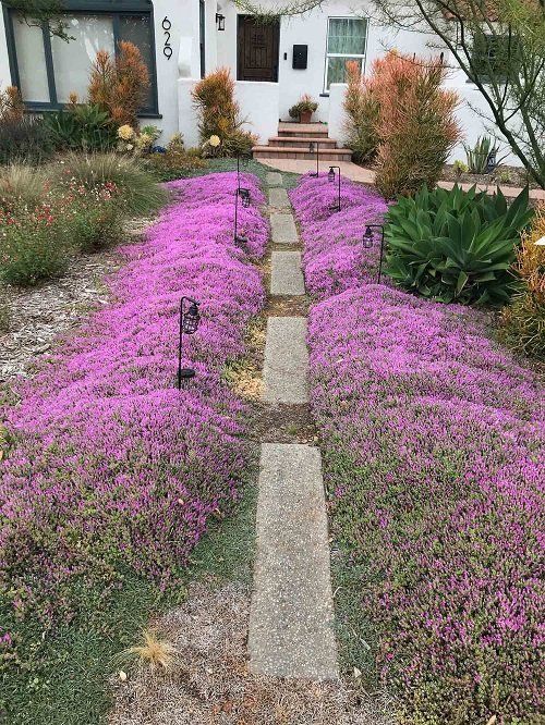 Thyme for a Change - Red Creeping Thyme Seed Earthwise Seed