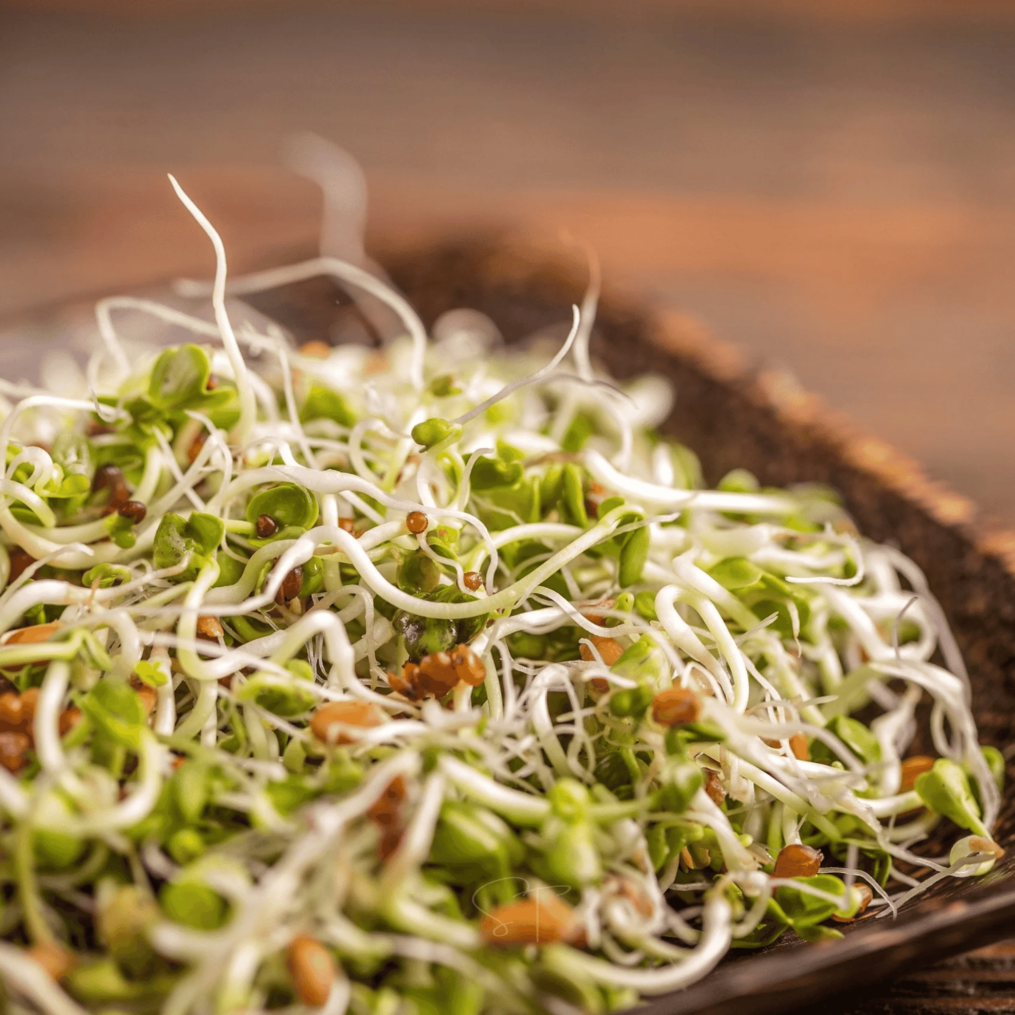5 Part Salad Mix Sprout – 1,000 Seeds Southern Seeds