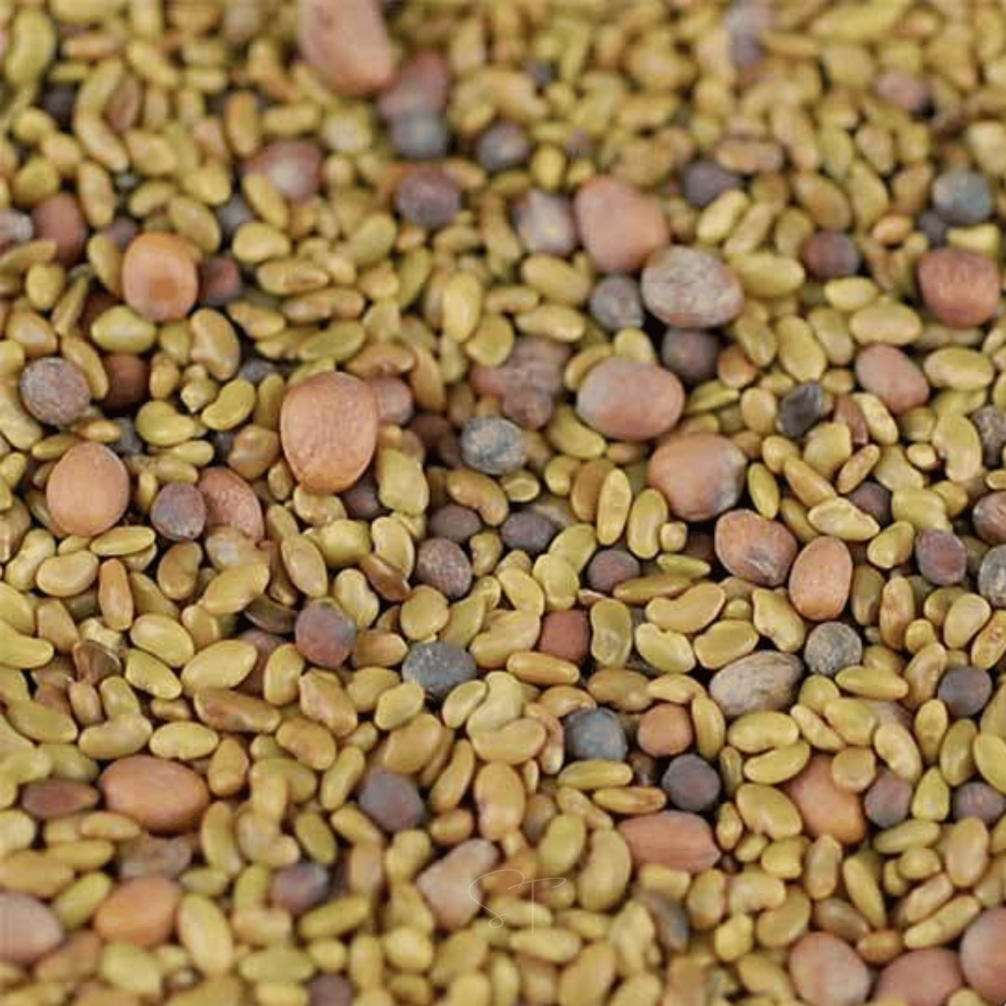 5 Part Salad Mix Sprout – 1,000 Seeds Southern Seeds