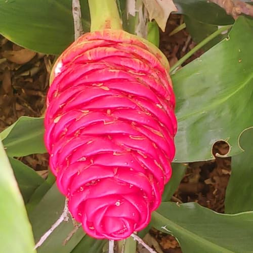 Hawaiian Awapuhi Shampoo Ginger Plant Rhizomes Starter Kit - 2 Rhizomes, Ideal for Cultivating Awapuhi Plant, Perfect Shampoo Ginger Rhizomes for Garden Enthusiasts and Beginners Quailz.com by Undique LLC