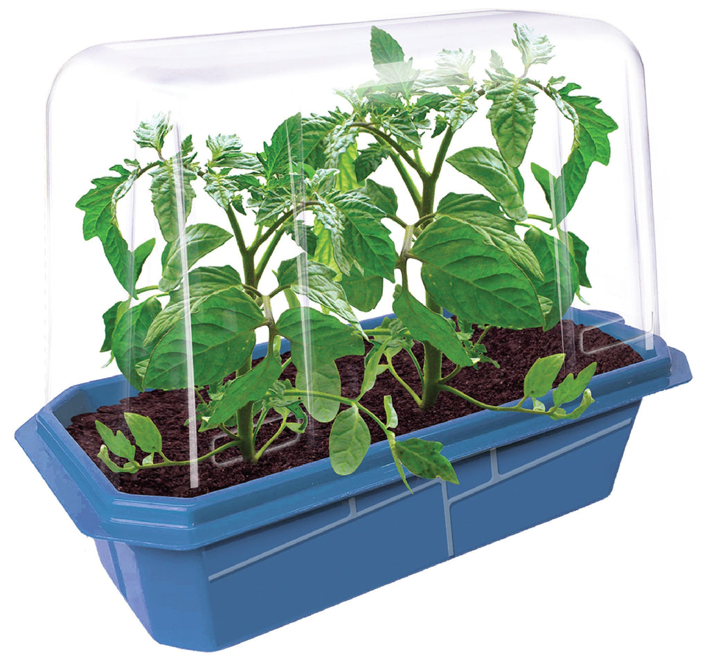 Beefsteak Tomatoes Sprouter Terrarium Unique Gardener