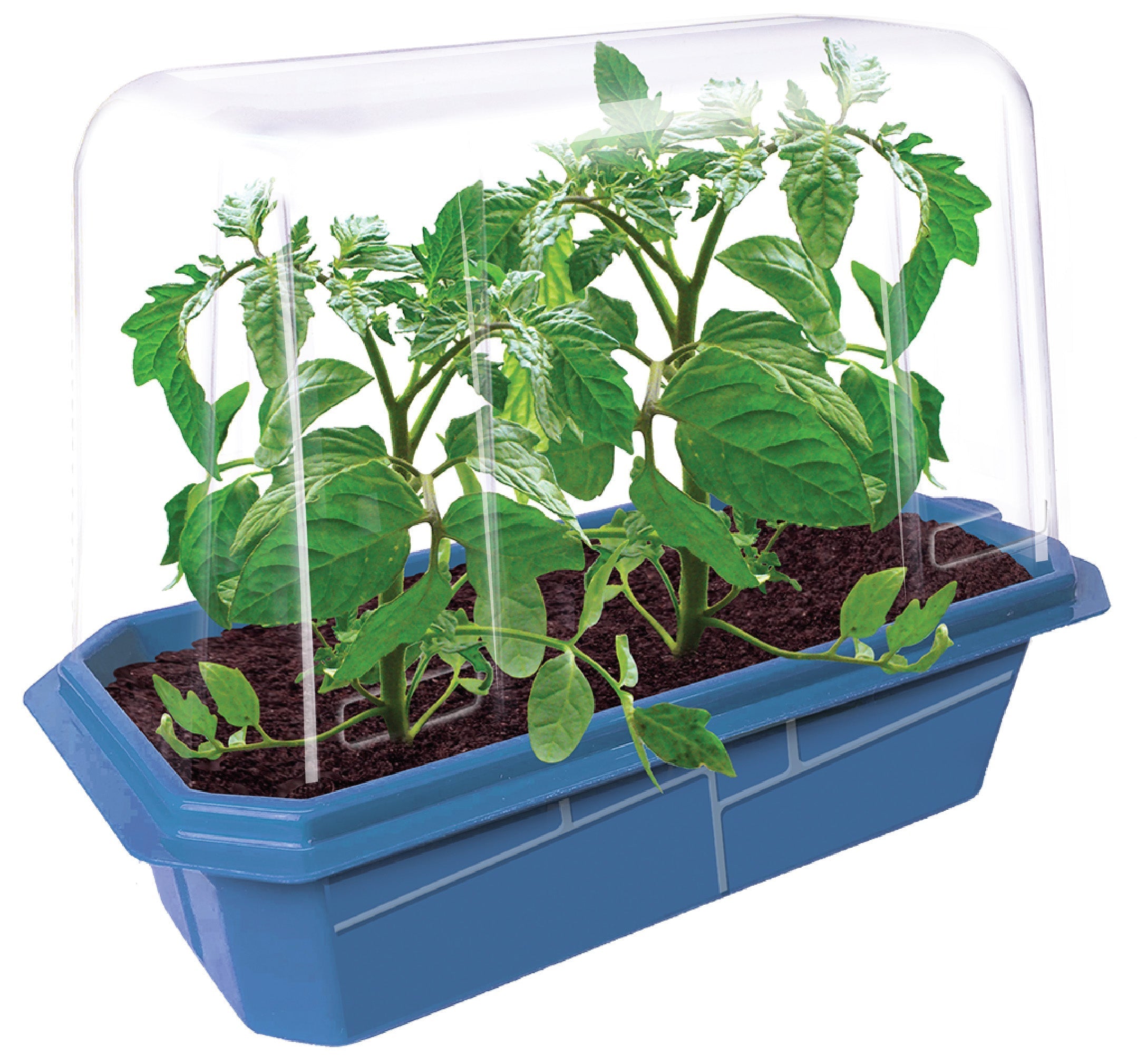 Beefsteak Tomatoes Sprouter Terrarium Unique Gardener