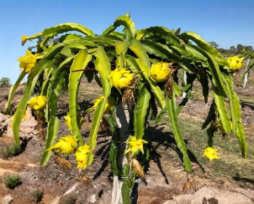 Yellow Dragon Fruit Potted Cutting 8–12 Inch Live Pitaya Plant Grown in Florida Jayme Garden