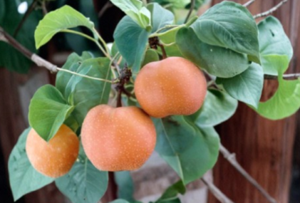 Chojuro Asian Pear Scionwood 5 Fresh Green Scions Cut to Order for Tree Grafting Jayme Garden