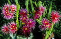 Dragon Fruit Unrooted Cuttings 8–14 Inch Pitaya Cactus Plant for Propagation Jayme Garden