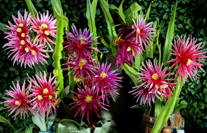 Dragon Fruit Unrooted Cuttings 8–14 Inch Pitaya Cactus Plant for Propagation Jayme Garden