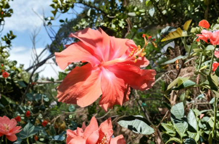 Double Hibiscus Cuttings Organic Salmon Melon Pink Orange Yellow Red Unrooted Flower Cuttings Jayme Garden