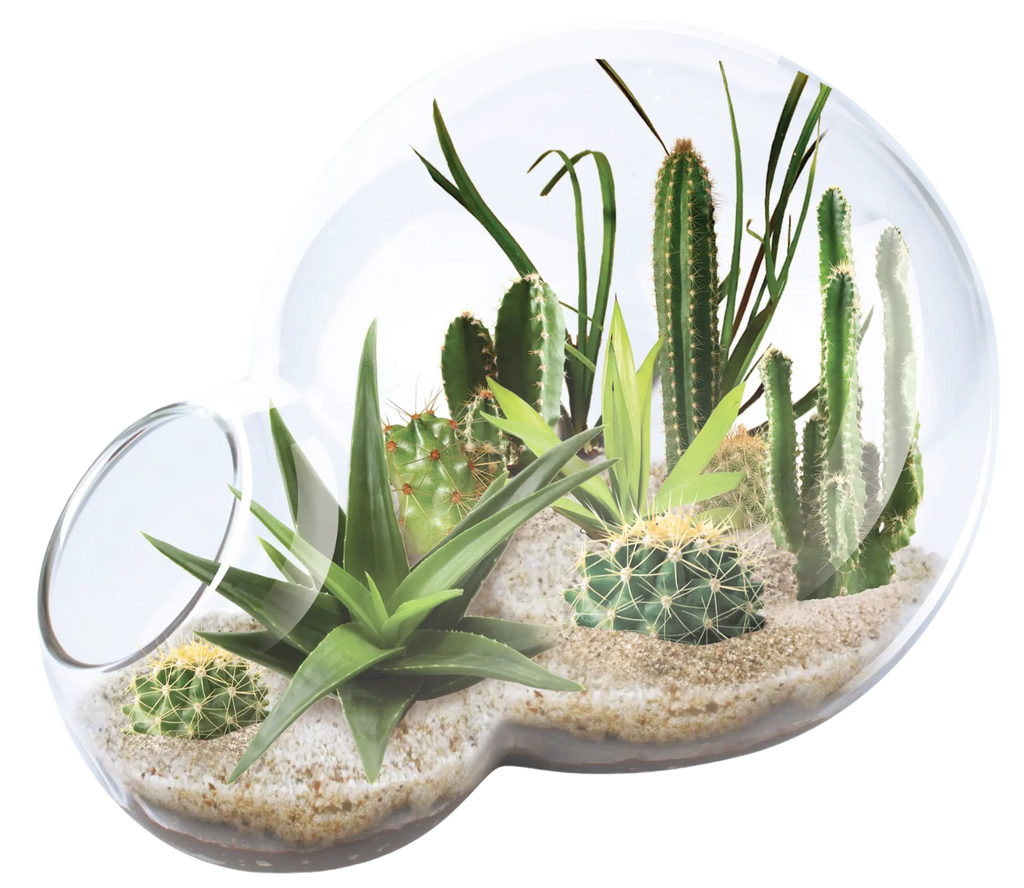 Desert Escape Growarium Succulent and Cacti Seed Terrarium Kit Unique Gardener