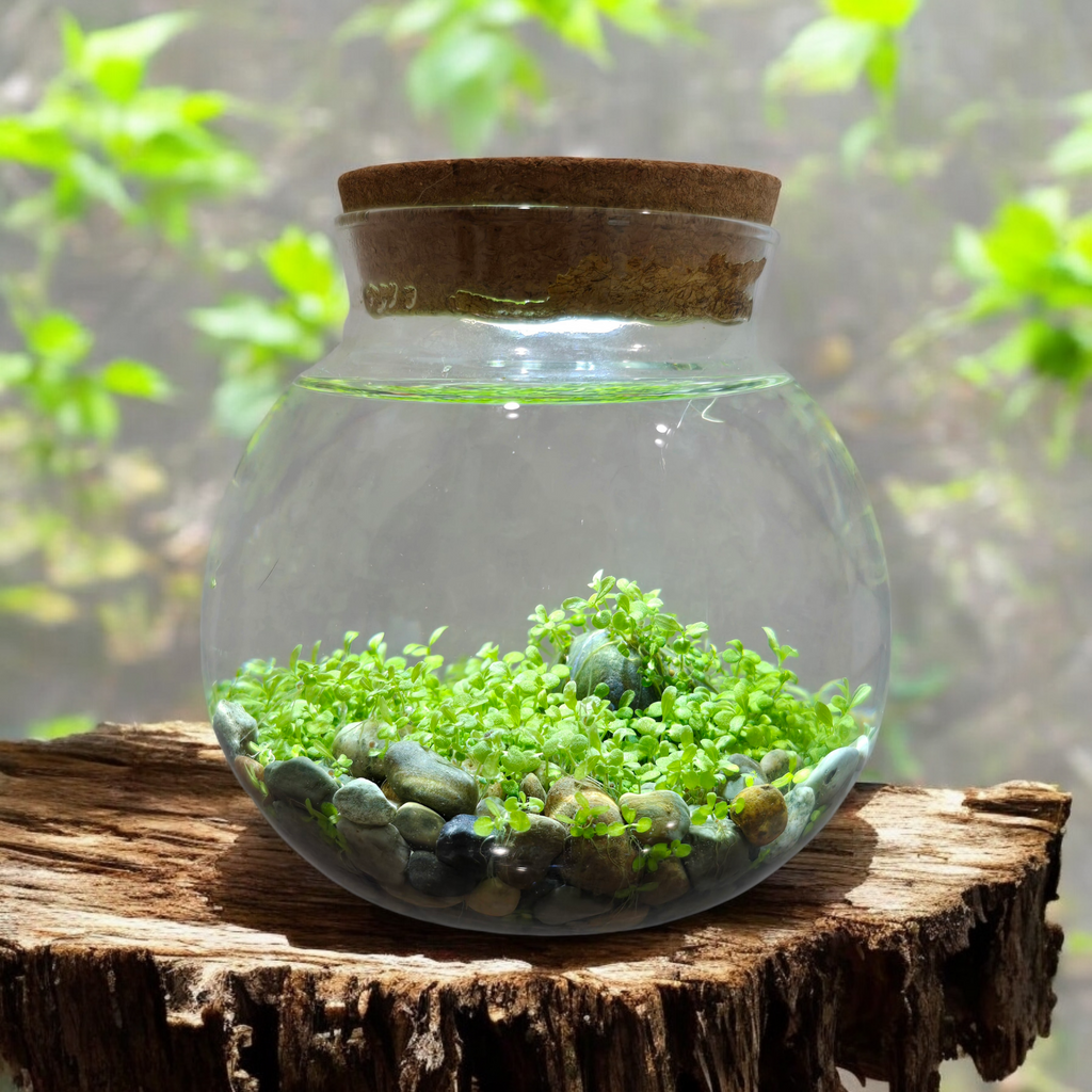 WaterPlants- Grow Lush Aquatic Plants from Seed! Thrives With Minimal Care Unique Gardener