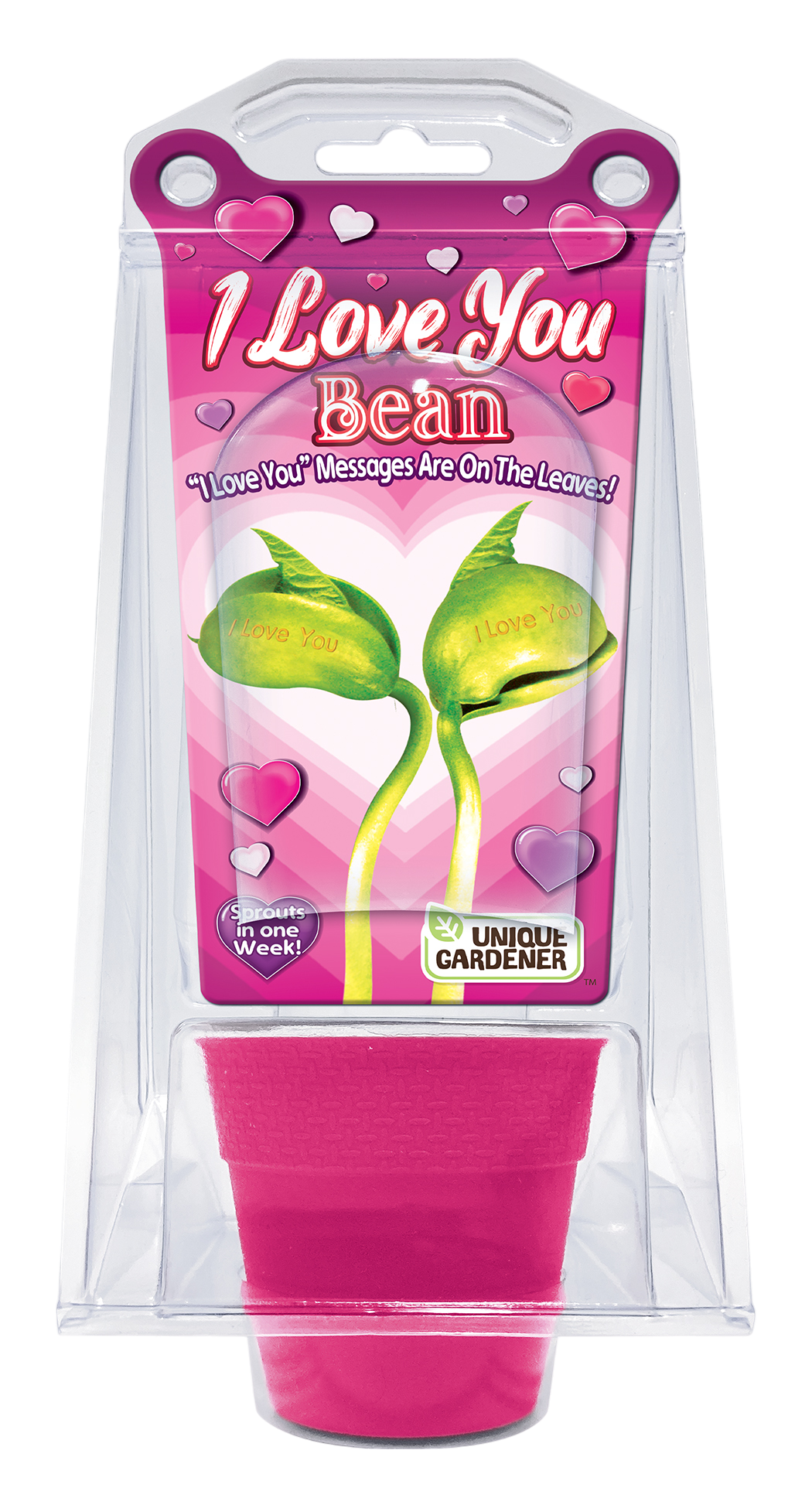 "I Love You" Bean Terrarium Unique Gardener