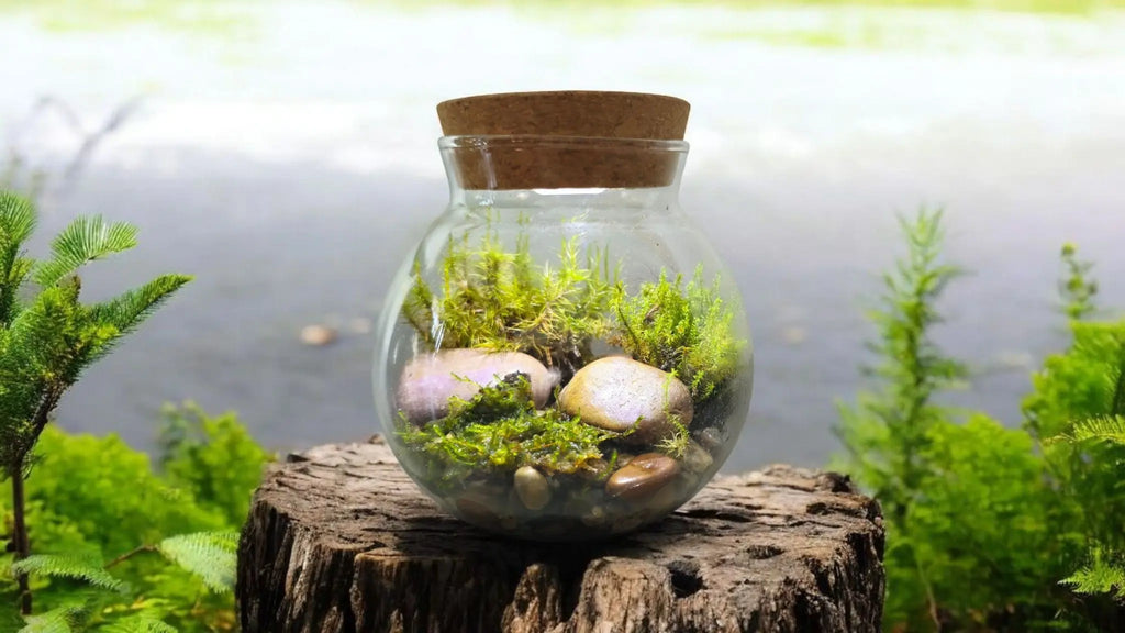 MossBowl- Grow Your Own Beautiful Moss Garden, Complete Kit Come with 3 Mosses! Unique Gardener