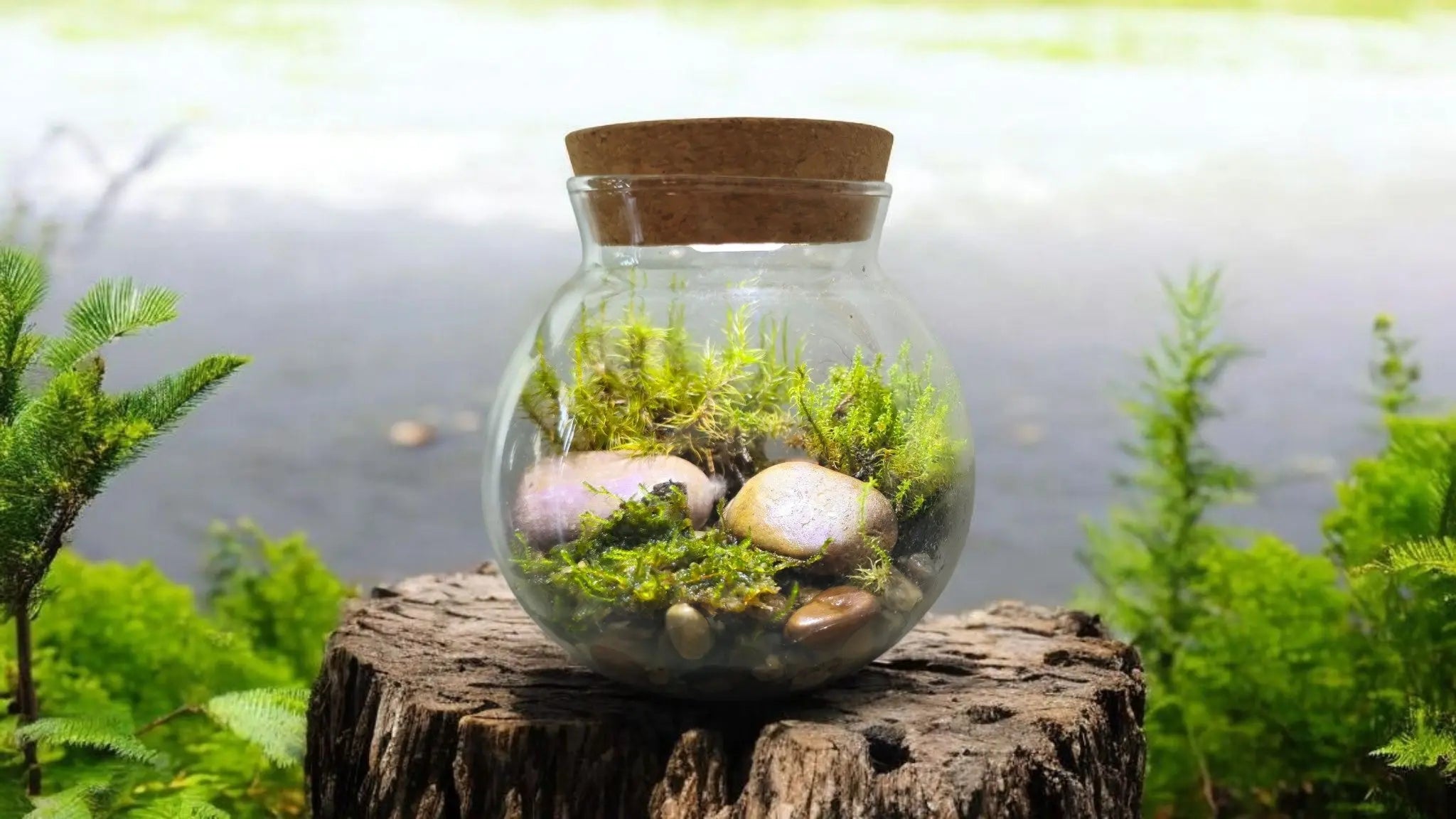 MossBowl- Grow Your Own Beautiful Moss Garden, Complete Kit Come with 3 Mosses! Unique Gardener