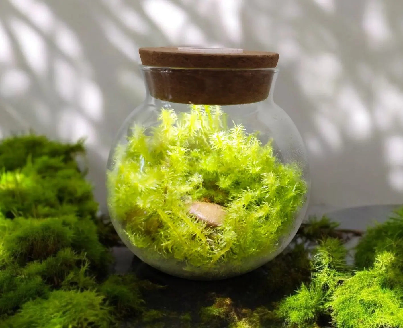 MossBowl- Grow Your Own Beautiful Moss Garden, Complete Kit Come with 3 Mosses! Unique Gardener