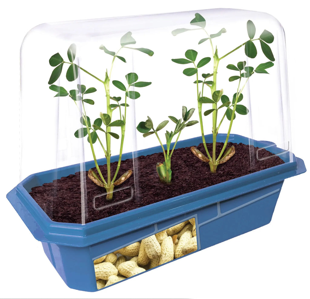 Grow Your Own Peanuts Sprouter Terrarium Unique Gardener