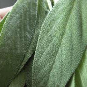 SAGE Seeds 99Heirlooms.com