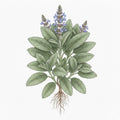 SAGE Seeds 99Heirlooms.com
