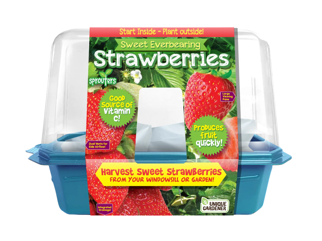 Sweet Everbearing Strawberries Sprouter Terrarium Unique Gardener
