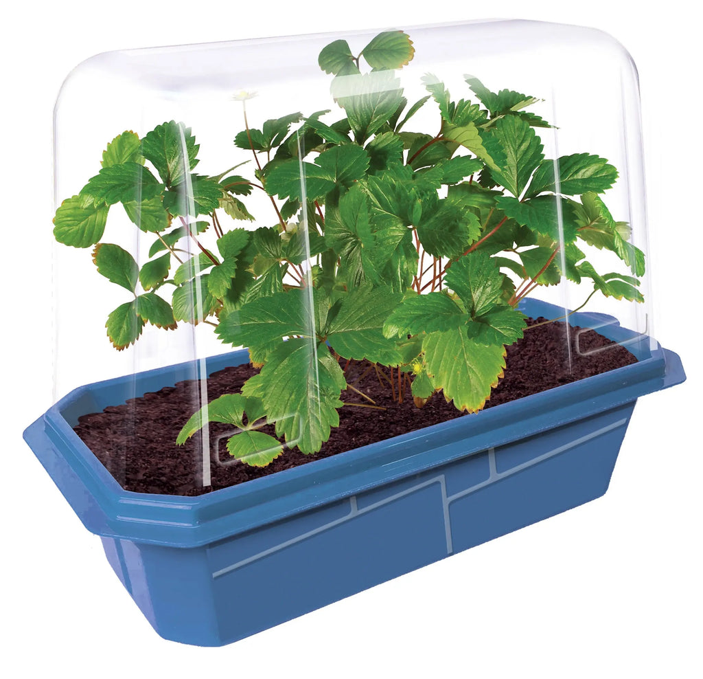 Sweet Everbearing Strawberries Sprouter Terrarium Unique Gardener