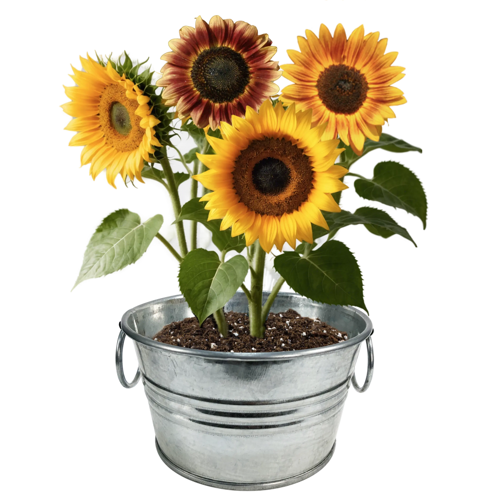 Pail of Sunshine - Grow Your Own Sunflowers Multipack of 3 Unique Gardener