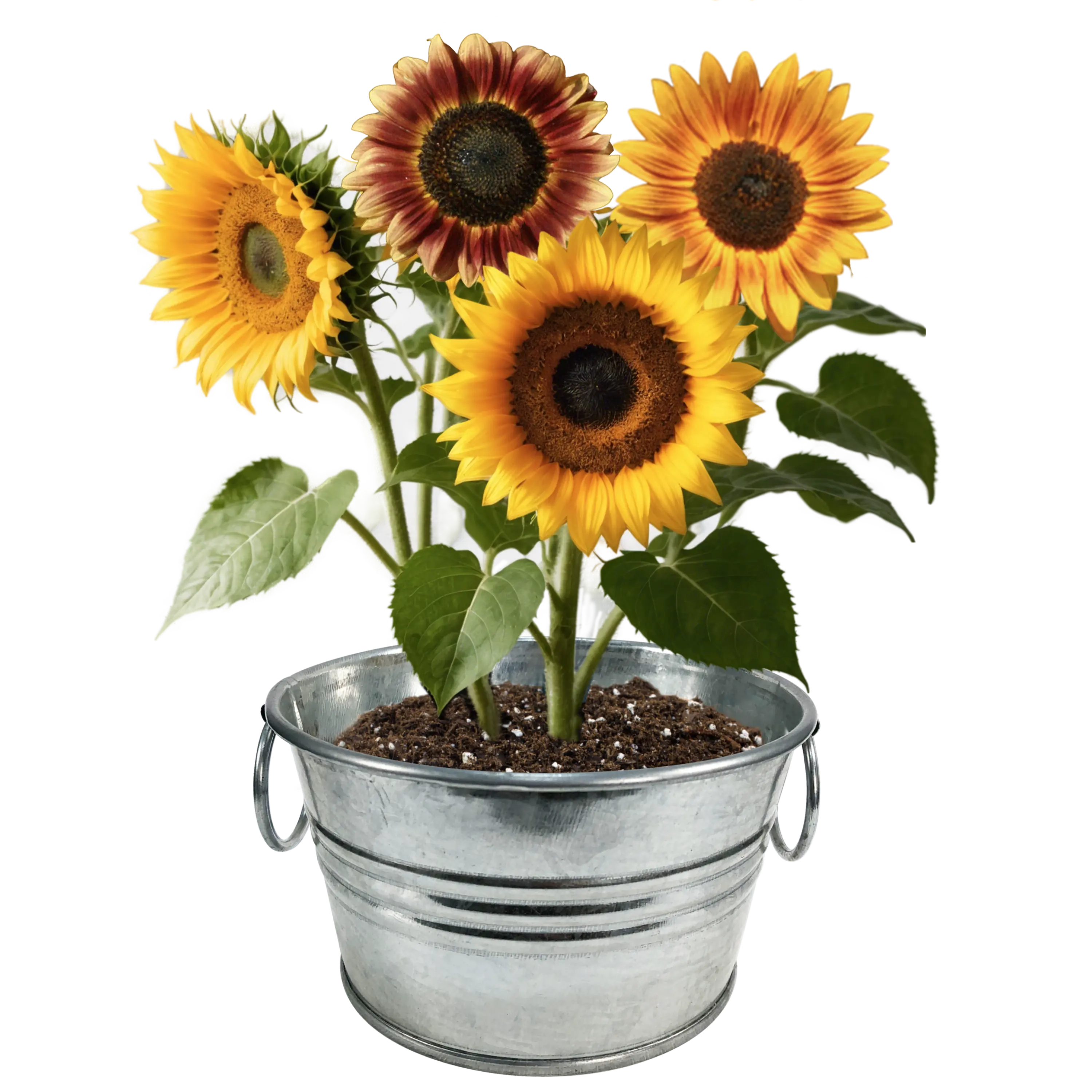 Pail of Sunshine - Grow Your Own Sunflowers Multipack of 3 Unique Gardener