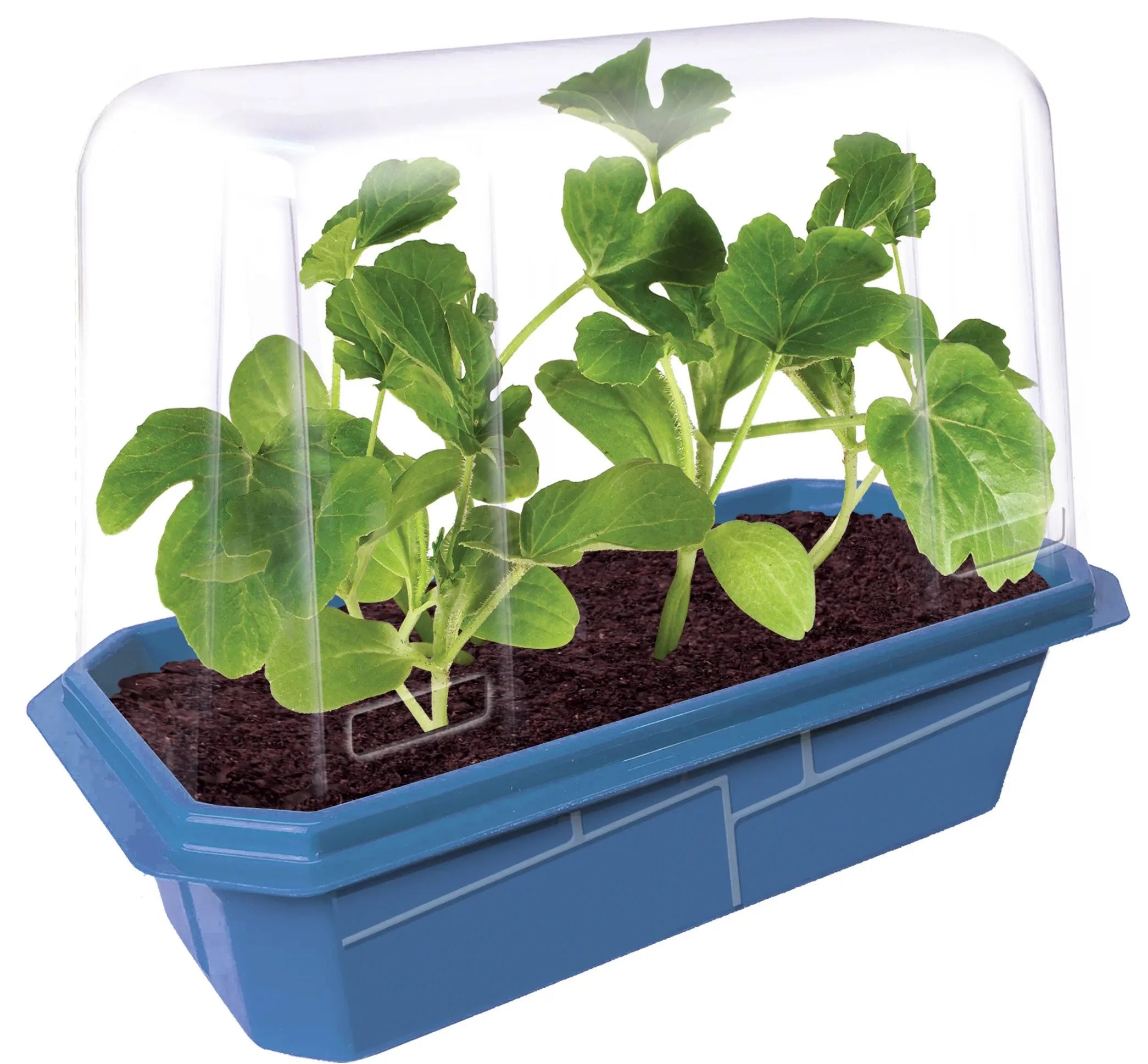 Small, Sugary Watermelon Sprouter Terrarium Unique Gardener
