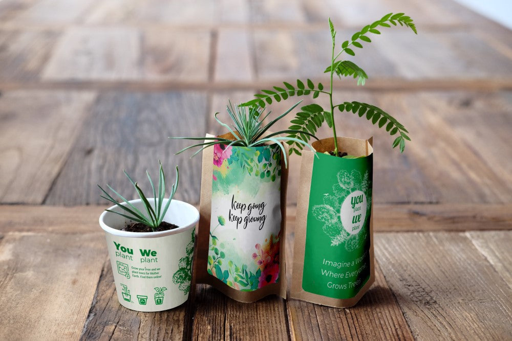 You Plant We Plant Pack of 3 Tree Kits, We Plant 30 More Trees ForestNation