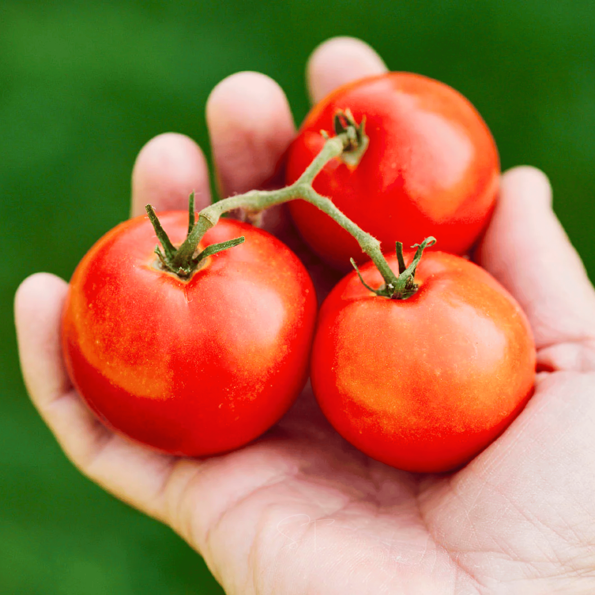Ace 55 Tomato – 50 Seeds Southern Seeds