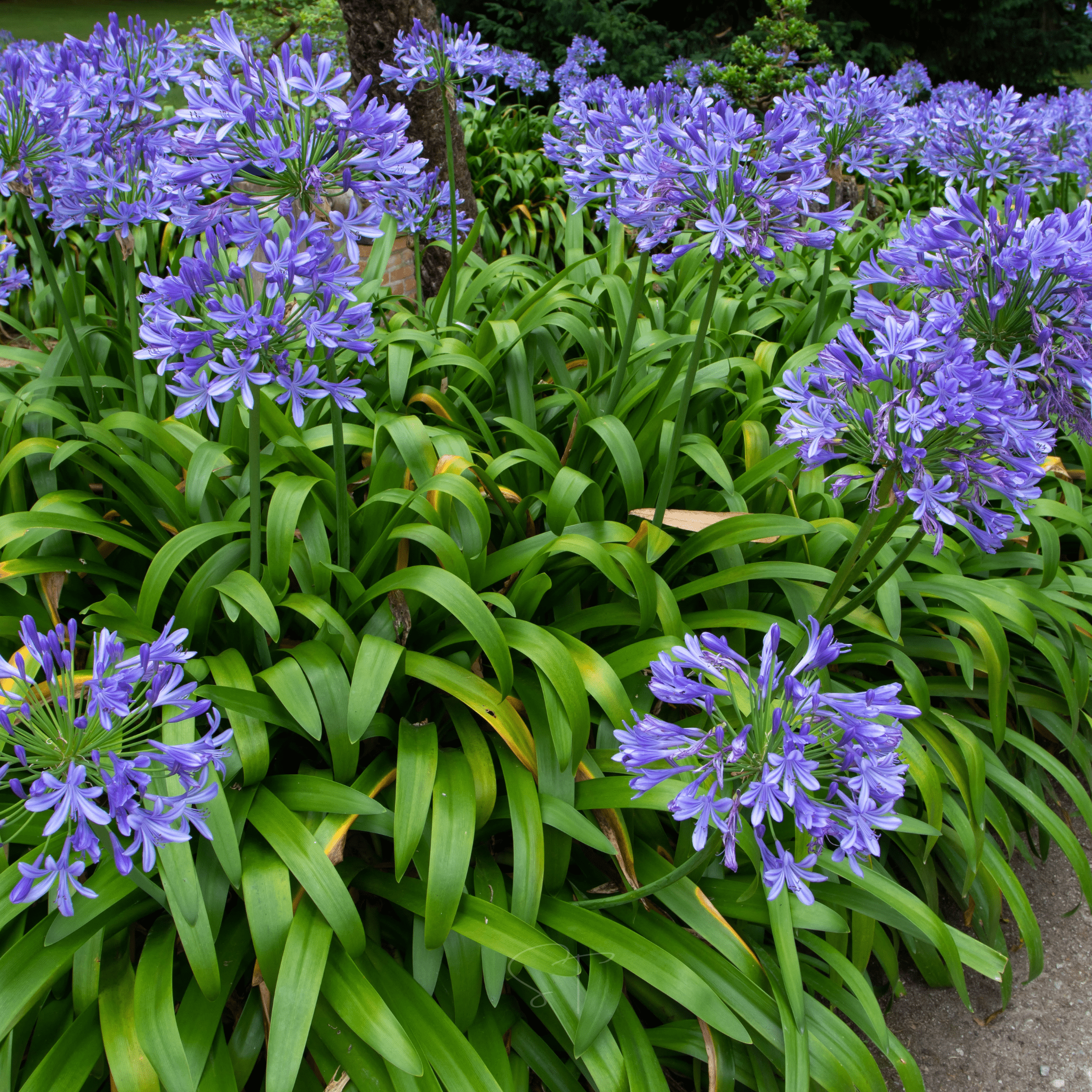 African Lily – 25 Seeds Southern Seeds