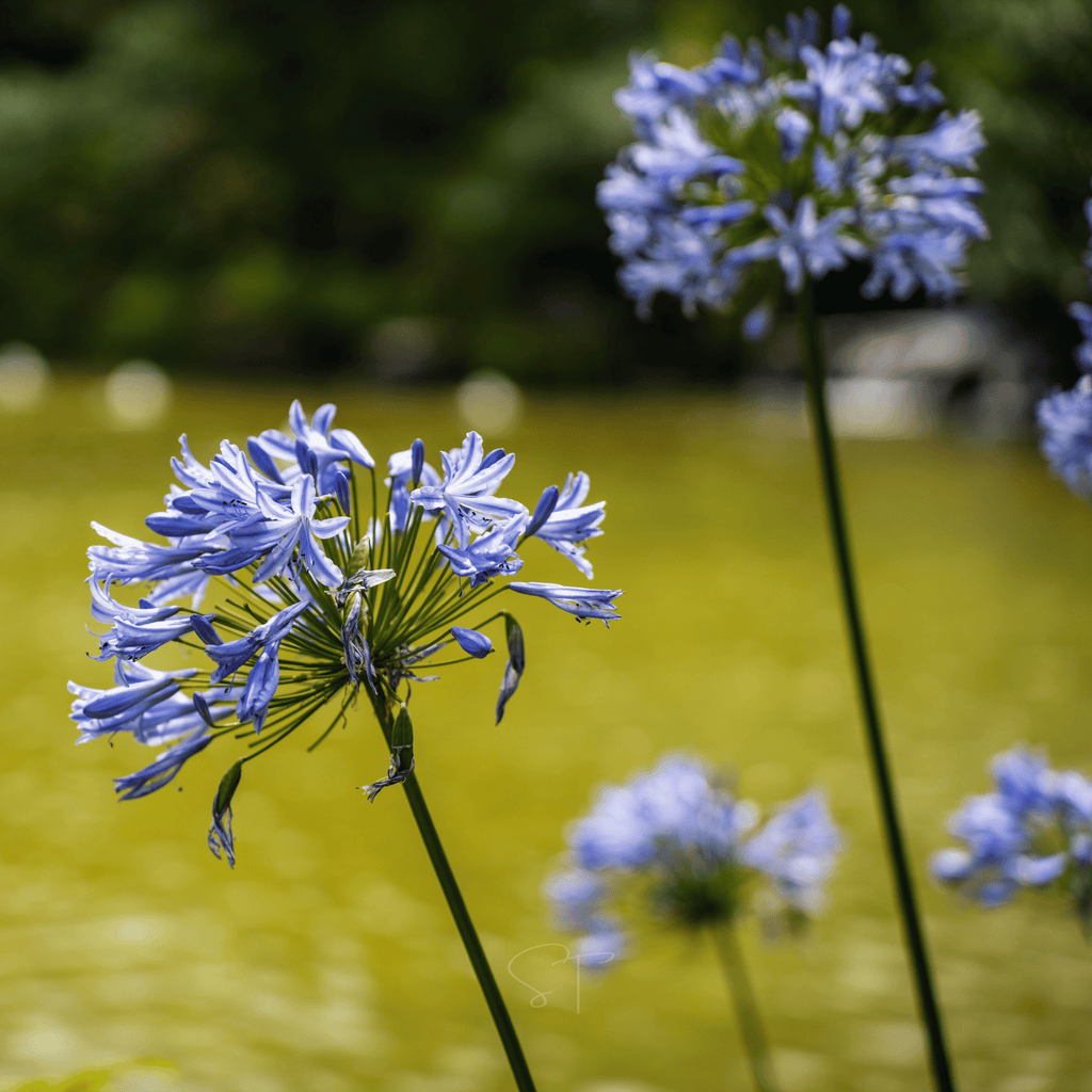 African Lily – 25 Seeds Southern Seeds