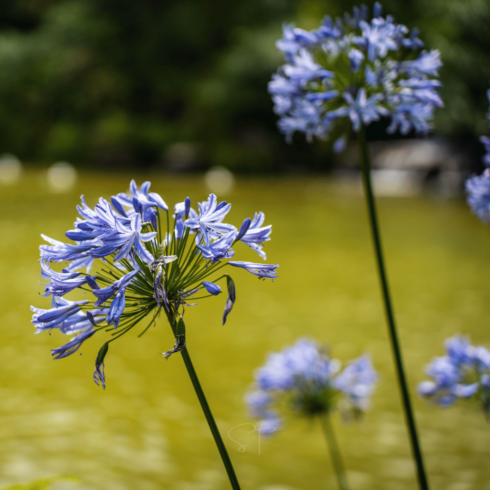 African Lily – 25 Seeds Southern Seeds