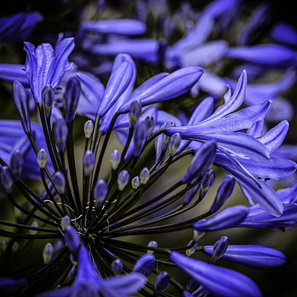African Lily – 25 Seeds Southern Seeds