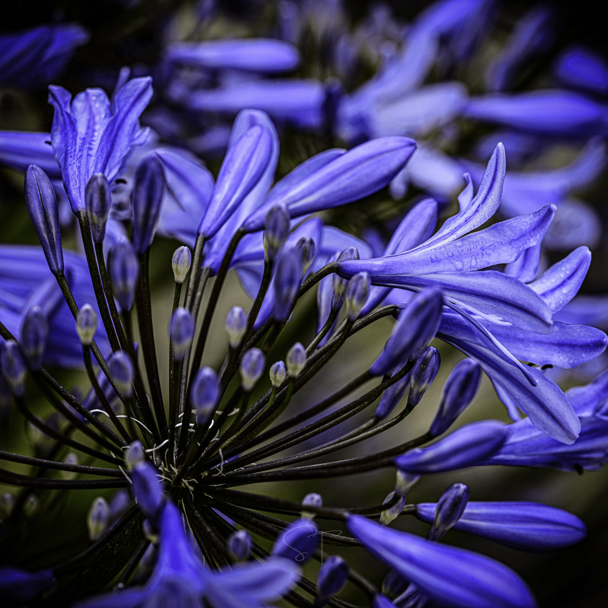 African Lily – 25 Seeds Southern Seeds