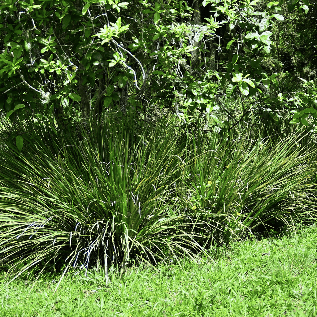 African Lily – 25 Seeds Southern Seeds