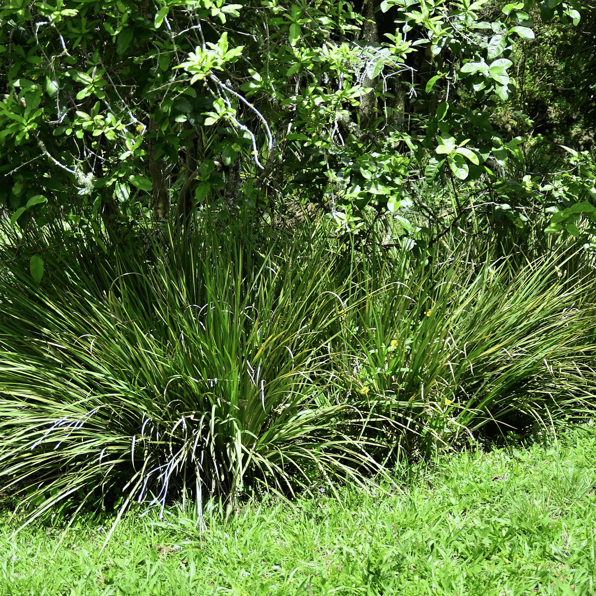 African Lily – 25 Seeds Southern Seeds