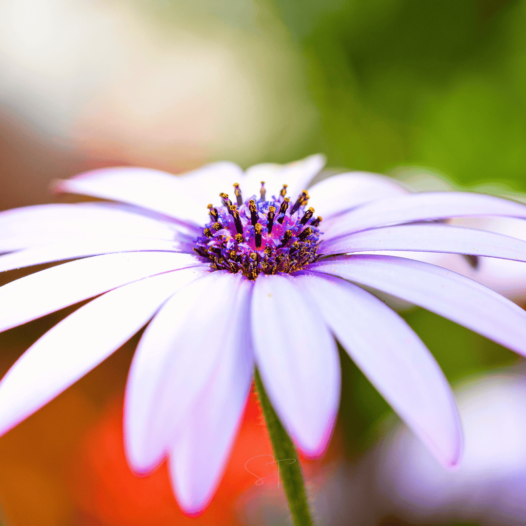 African White Daisy – 25 Seeds Southern Seeds
