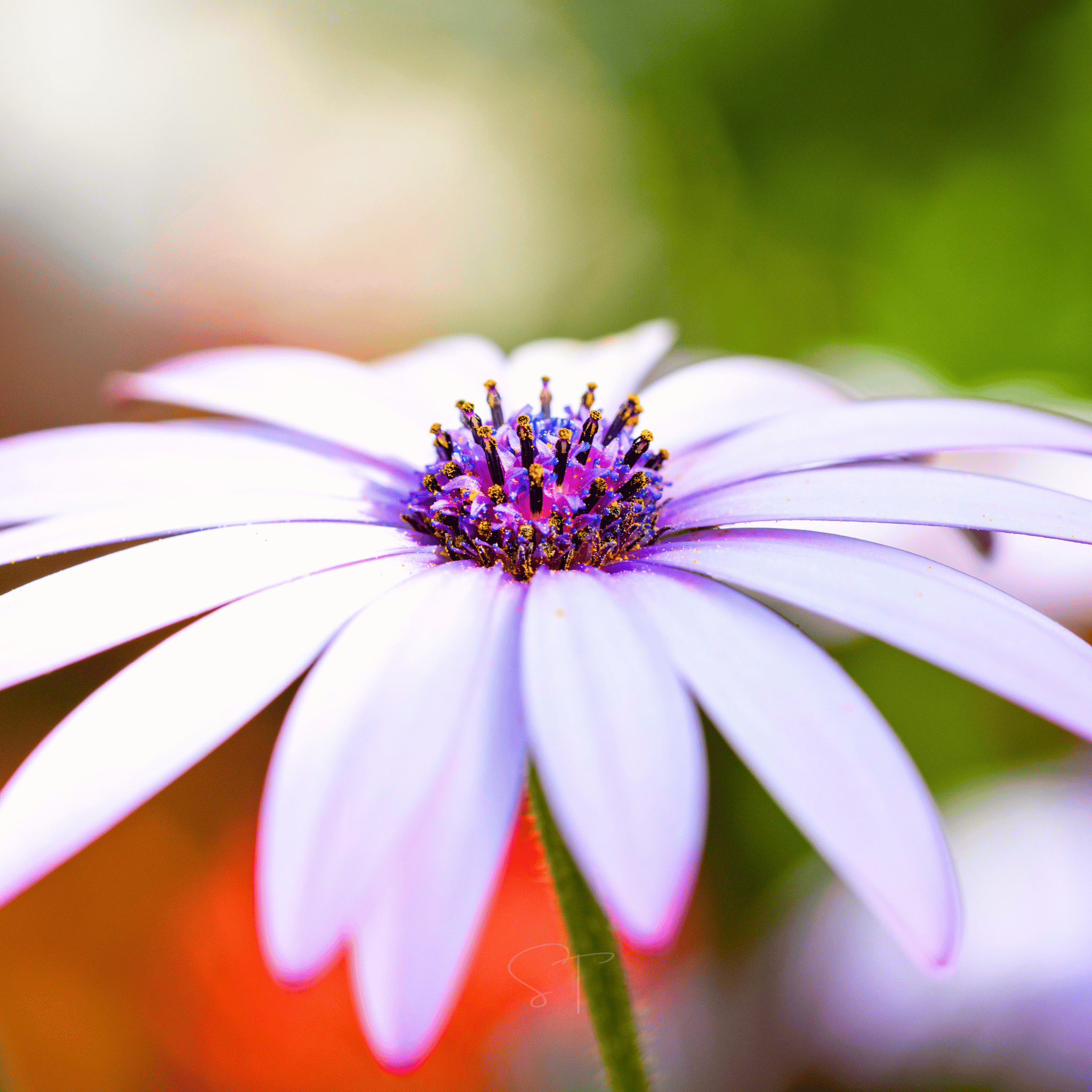 African White Daisy – 25 Seeds Southern Seeds
