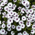 African White Daisy – 25 Seeds Southern Seeds