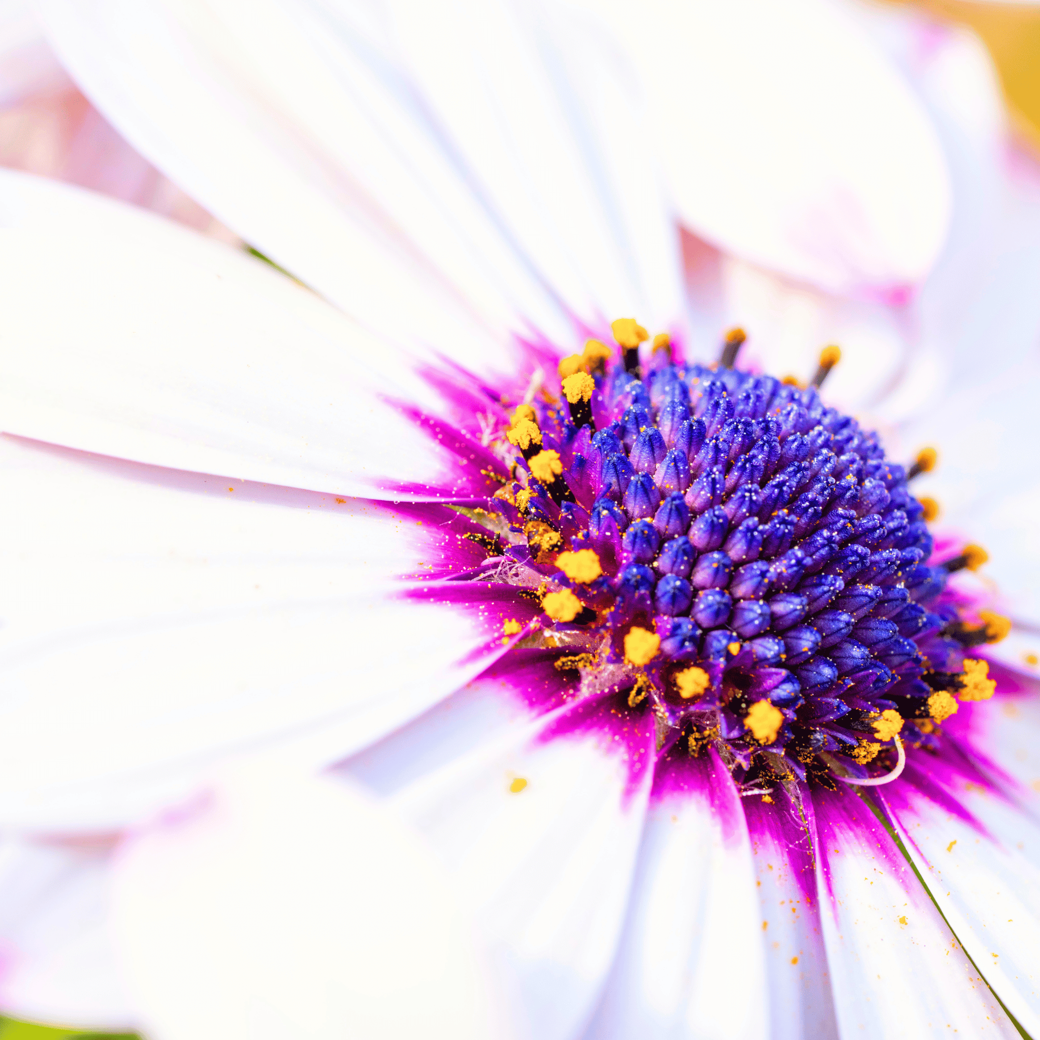 African White Daisy – 25 Seeds Southern Seeds