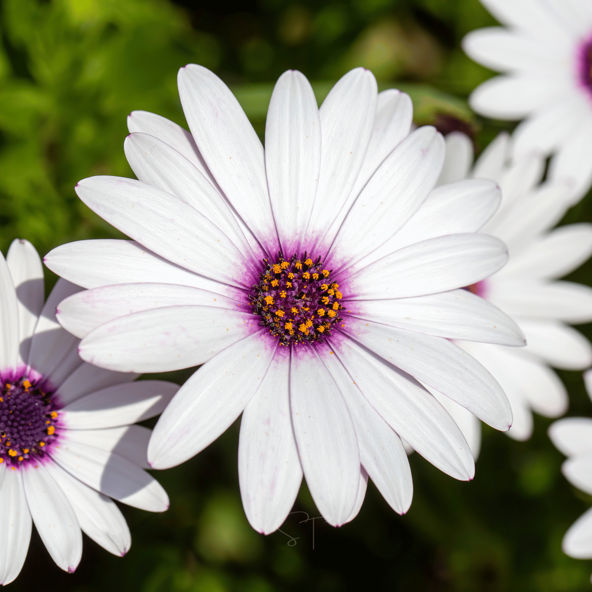 African White Daisy – 25 Seeds Southern Seeds