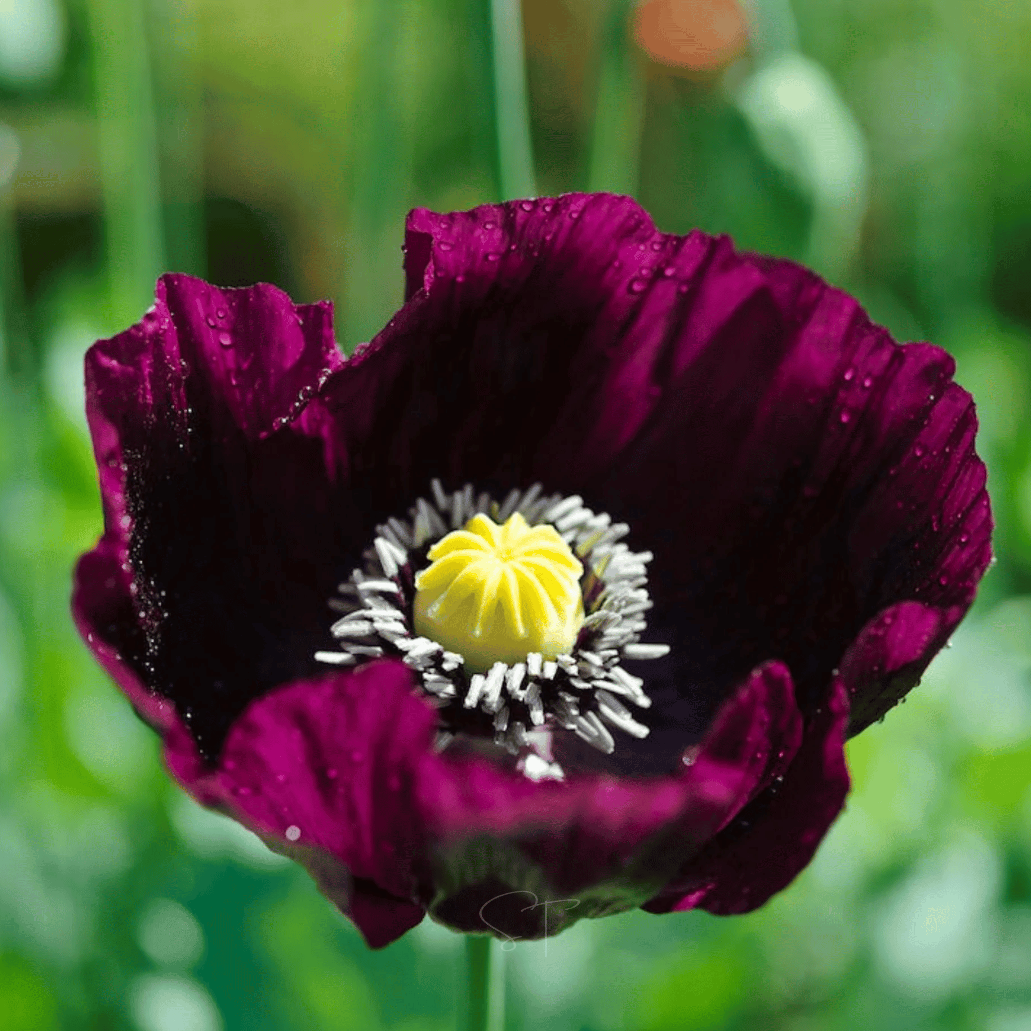 After Midnight Poppy – 100 Seeds Southern Seeds